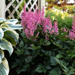 'Little Vision In Pink' Astilbe 6 'Little Vision In Pink' Astilbe -Plant Series astilbe little vision in pink 2