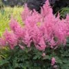 Pink Astilbe -Plant Series astilbe pink 1