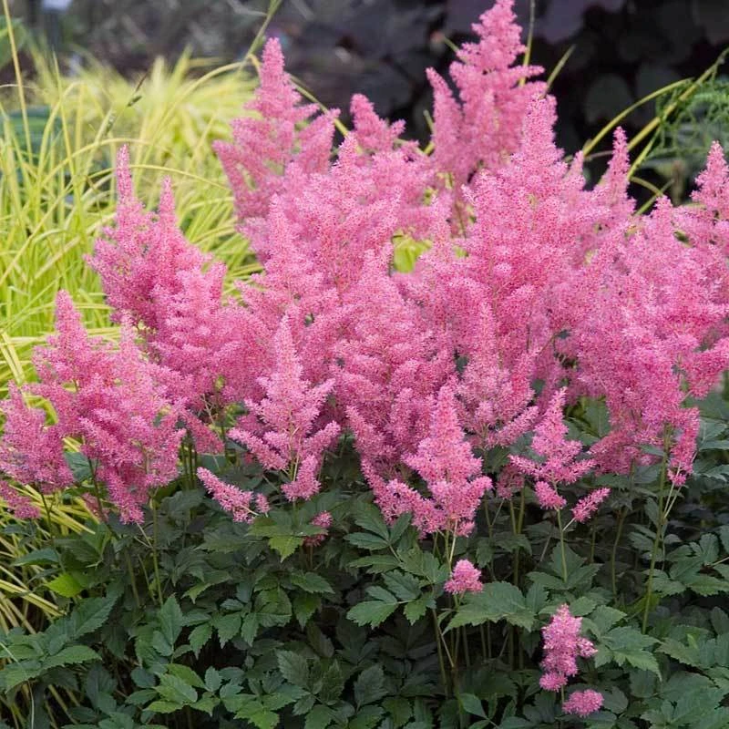 Pink Astilbe 3 Pink Astilbe
