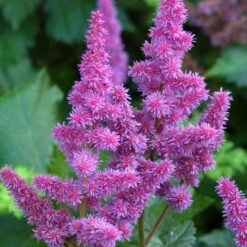 'Visions' Astilbe -Plant Series astilbe visions false spirea 1