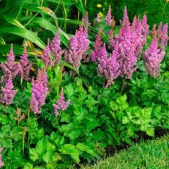 'Visions' Astilbe -Plant Series astilbe visions false spirea 2