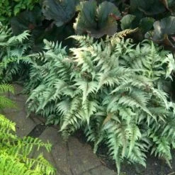 Japanese Painted Fern 11 Japanese Painted Fern -Plant Series athyrium nipponicum pictum 1