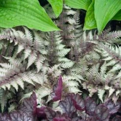 Japanese Painted Fern 9 Japanese Painted Fern -Plant Series athyrium nipponicum pictum 2