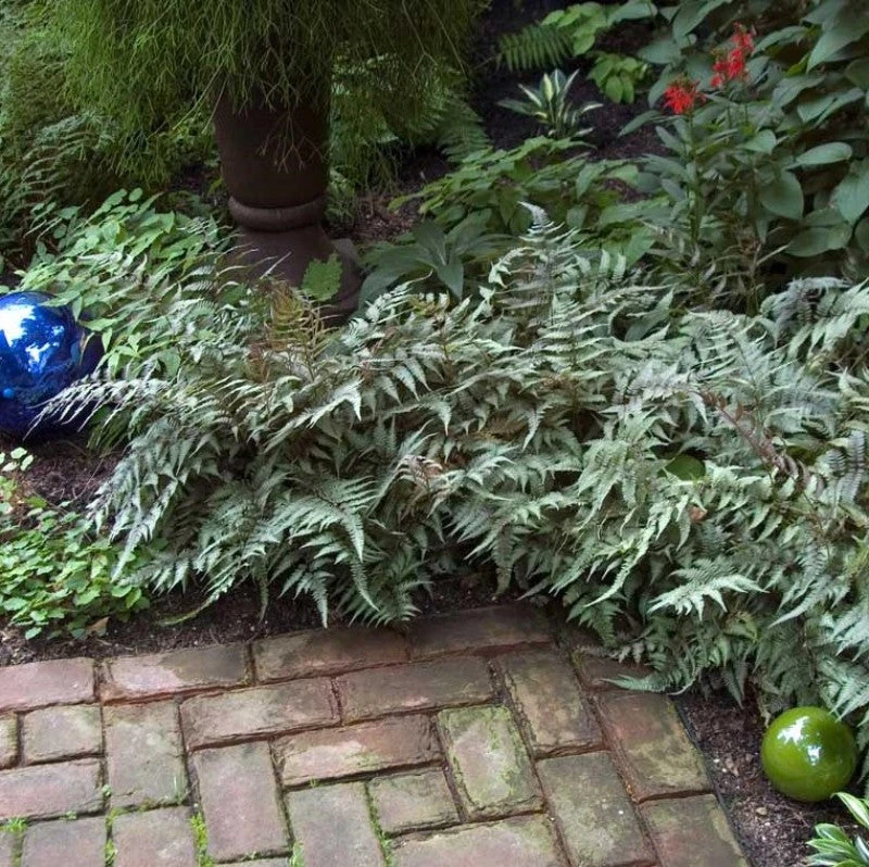 Japanese Painted Fern 4 Japanese Painted Fern - Image 2