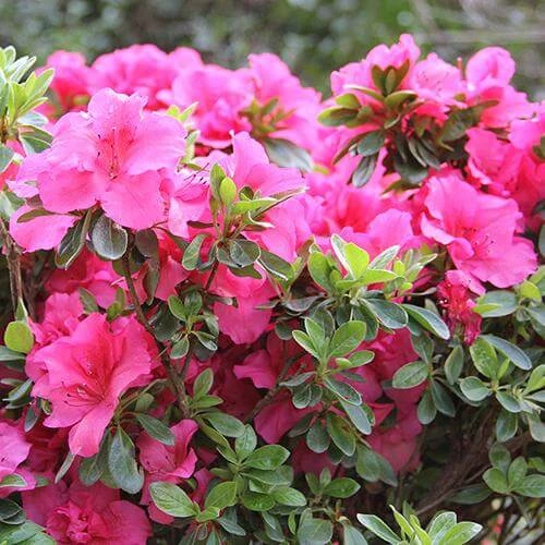 Bloom-A-Thon® Hot Pink Reblooming Azalea 3 Bloom-A-Thon® Hot Pink Reblooming Azalea