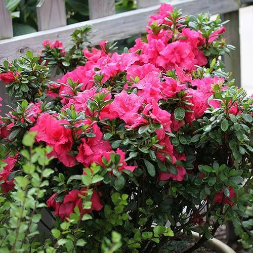 Bloom-A-Thon® Hot Pink Reblooming Azalea 5 Bloom-A-Thon® Hot Pink Reblooming Azalea - Image 3