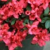 Bloom-A-Thon® Red Reblooming Azalea -Plant Series azalea bloom a thon red 1 P 91b502d5 b577 4fe4 a4eb 56933b43b576 sw