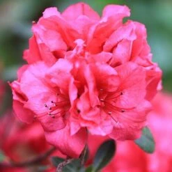 Bloom-A-Thon® Red Reblooming Azalea -Plant Series azalea bloom a thon red 2 P a3a650ef 60b6 43d6 8922 c6627ee661cd sw