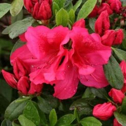 Bloom-A-Thon® Red Reblooming Azalea -Plant Series azalea bloom a thon red 3 P 7a692c2a 10e4 42fd baf7 7af3cfd75363 sw