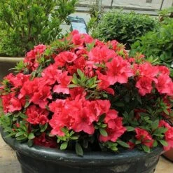 Bloom-A-Thon® Red Reblooming Azalea -Plant Series azalea bloom a thon red 4 P 9bfcac97 0060 4911 8d05 a21cbdded3f0 sw