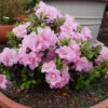 Perfecto Mundo® Double Pink Reblooming Azalea 1 Perfecto Mundo® Double Pink Reblooming Azalea -Plant Series azalea perfecto mundo double pink 1 P