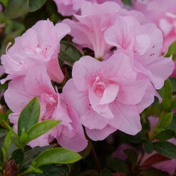 Perfecto Mundo® Double Pink Reblooming Azalea 12 Perfecto Mundo® Double Pink Reblooming Azalea -Plant Series azalea perfecto mundo double pink 2 P