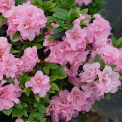 Perfecto Mundo® Double Pink Reblooming Azalea 13 Perfecto Mundo® Double Pink Reblooming Azalea -Plant Series azalea perfecto mundo double pink 3 P