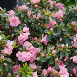 Perfecto Mundo® Double Pink Reblooming Azalea 14 Perfecto Mundo® Double Pink Reblooming Azalea -Plant Series azalea perfecto mundo double pink 4 P