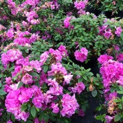 Perfecto Mundo® Double Purple Reblooming Azalea -Plant Series azalea perfecto mundo double purple 1 P