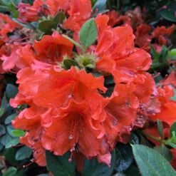 Perfecto Mundo® Orange Reblooming Azalea 10 Perfecto Mundo® Orange Reblooming Azalea -Plant Series azalea perfecto mundo orange 4