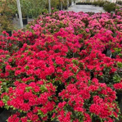 Perfecto Mundo® Red Reblooming Azalea 9 Perfecto Mundo® Red Reblooming Azalea -Plant Series azalea perfecto mundo red 1