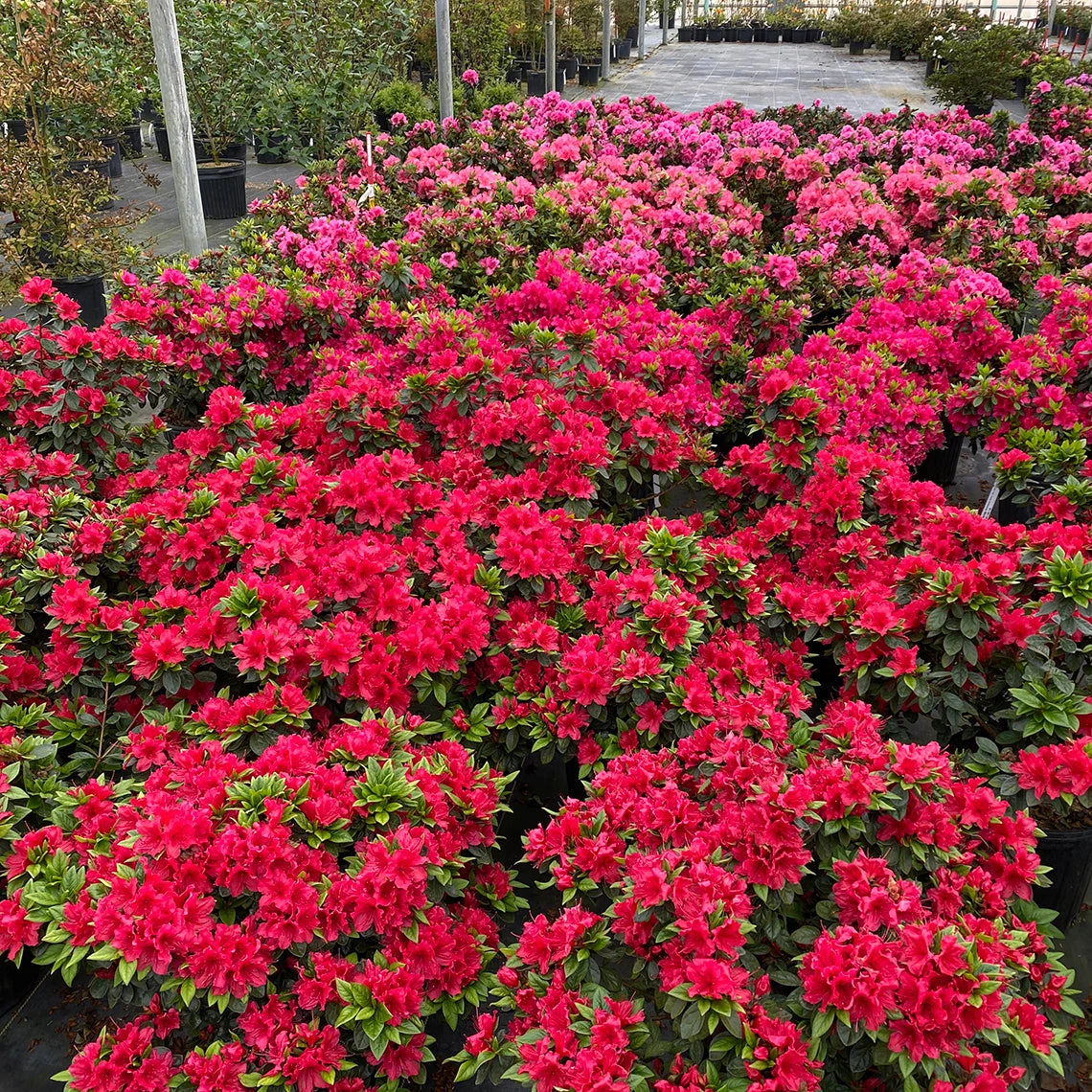 Perfecto Mundo® Red Reblooming Azalea 4 Perfecto Mundo® Red Reblooming Azalea - Image 2