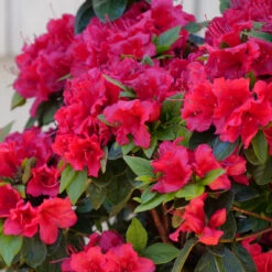 Perfecto Mundo® Red Reblooming Azalea 12 Perfecto Mundo® Red Reblooming Azalea -Plant Series azalea perfecto mundo red 2
