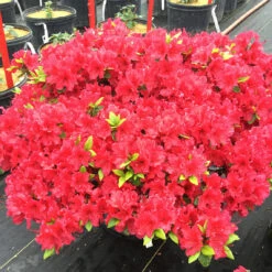 Perfecto Mundo® Red Reblooming Azalea 11 Perfecto Mundo® Red Reblooming Azalea -Plant Series azalea perfecto mundo red 3