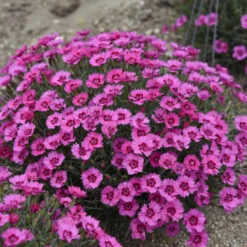'Paint The Town Fancy' Dianthus 9 'Paint The Town Fancy' Dianthus -Plant Series b1150cc6e8b059233027611e8adf4cc3