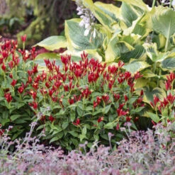 'Apple Slices' Spigelia -Plant Series b4f50afe9849e0d9a8d9551c6131e718