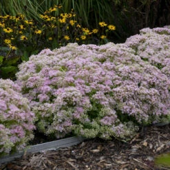 Rock 'N Round™ 'Pure Joy' Stonecrop 11 Rock 'N Round™ 'Pure Joy' Stonecrop -Plant Series b5bcd667164be833e564ec669ea9f3be