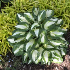 'Vulcan' Hosta -Plant Series b6296beeb1b63d63e1c4d167f587123f