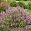 'Pinky Pie' Hummingbird Mint 2 'Pinky Pie' Hummingbird Mint -Plant Series b6aabfa3e8f8c1ed2678d7ddd7e1cb7a