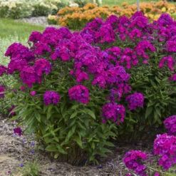 Luminary™ 'Ultraviolet' Tall Garden Phlox -Plant Series b941ba522654a80039731c70e4ca9f81