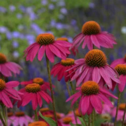 PowWow® Wild Berry Coneflower -Plant Series b99ddca663cd1a150144778b6146cfd9
