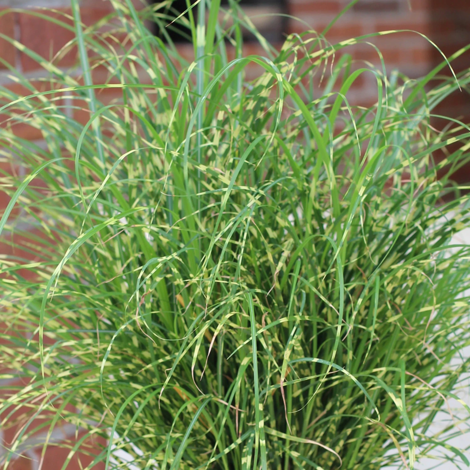 'Bandwidth' Maiden Grass 4 'Bandwidth' Maiden Grass - Image 2