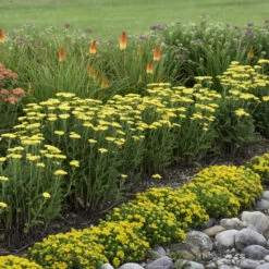 'Firefly Sunshine' Yarrow 10 'Firefly Sunshine' Yarrow -Plant Series bc41150f70906a678e5addf4b28d43bc