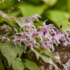 'Pretty In Pink' Barrenwort 9 'Pretty In Pink' Barrenwort -Plant Series bd87b077e5011e0bc3f3d3de9dccecdc