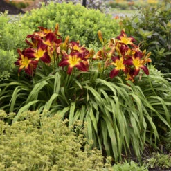 Rainbow Rhythm® 'Ruby Spider' Daylily 10 Rainbow Rhythm® 'Ruby Spider' Daylily -Plant Series be1d5040b93ab3c3d17912438725ba88
