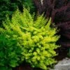 Sunjoy® Citrus Barberry