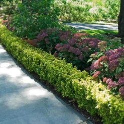 Sunjoy® Citrus Barberry -Plant Series berberis sunjoy citrus barberry 4