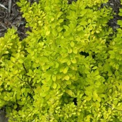 Sunjoy® Citrus Barberry -Plant Series berberis sunjoy citrus barberry 6
