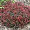 Sunjoy® Mini Salsa Barberry -Plant Series berberis sunjoy mini salsa barberry 1