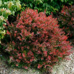 Sunjoy® Mini Salsa Barberry -Plant Series berberis sunjoy mini salsa barberry 3