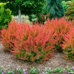 Sunjoy® Tangelo™ Barberry 8 Sunjoy® Tangelo™ Barberry -Plant Series berberis sunjoy tangelo barberry 2