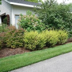 Cesky Gold® Dwarf Birch -Plant Series betula cesky gold 1 P sw