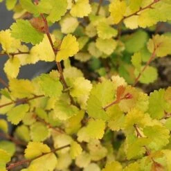Cesky Gold® Dwarf Birch -Plant Series betula cesky gold 2 P sw