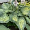Shadowland® 'Sound Of Music' Hosta 2 Shadowland® 'Sound Of Music' Hosta -Plant Series bf40626f1efc908c33bfc522d6f2feaf