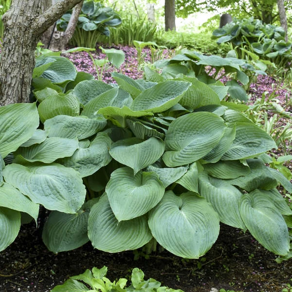 'Big Daddy' Hosta 4 'Big Daddy' Hosta - Image 2