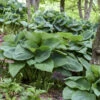 'Big Daddy' Hosta -Plant Series big daddy hosta 2