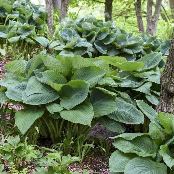'Big Daddy' Hosta 3 'Big Daddy' Hosta