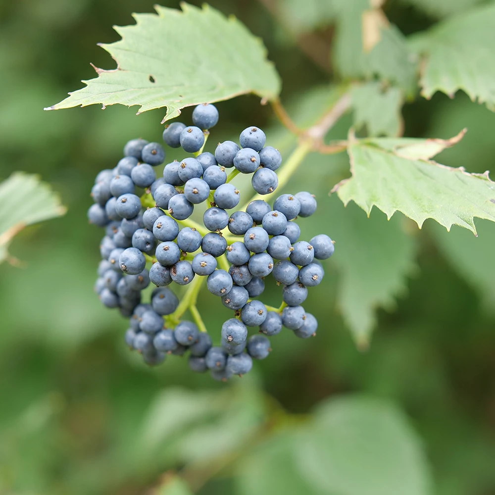 Blue Muffin® Arrowwood Viburnum 3 Blue Muffin® Arrowwood Viburnum