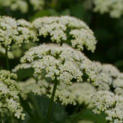 Blue Muffin® Arrowwood Viburnum 9 Blue Muffin® Arrowwood Viburnum -Plant Series bluemuffin2