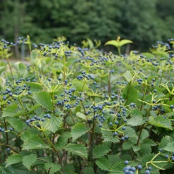 Blue Muffin® Arrowwood Viburnum 8 Blue Muffin® Arrowwood Viburnum -Plant Series bluemuffin3